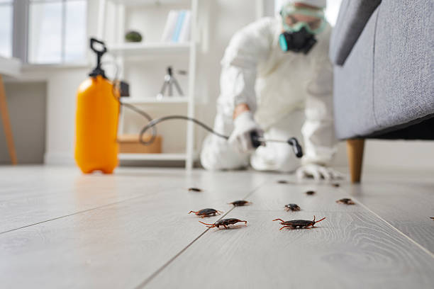 Commercial Rodent Management in Everman